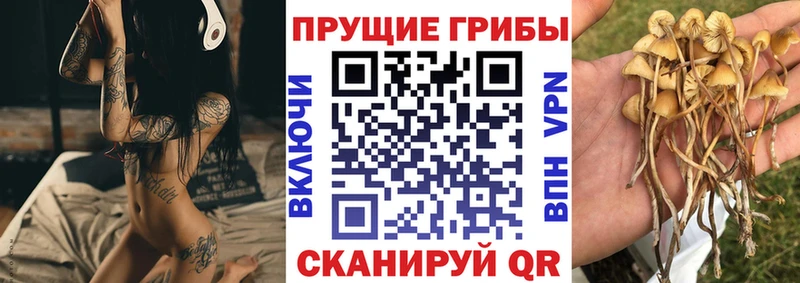 Галлюциногенные грибы Psilocybine cubensis  сколько стоит  Гдов 